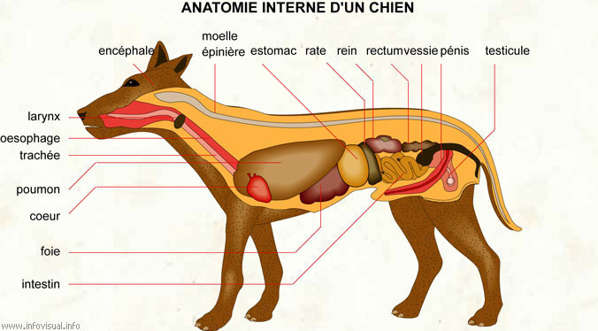 Anatomie de l'appareil digestif du chien